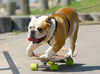 Der coolste Hund der Welt