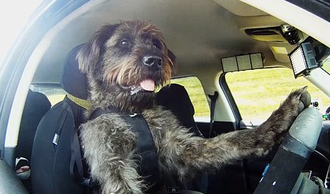 Driving Dogs - Hund fährt Auto
