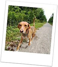 Hund läuft frei im Wald ...