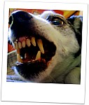 Hund fletscht die Zähne ...