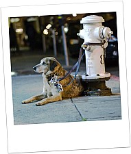 Angebundener Hund ...