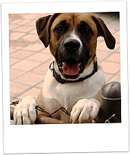 Hund am Gartenzaun ...