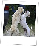 Zwei Hund kämpfen ...