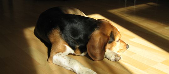 Meine Beagle Rüde Rüdiger ;-) in der Sonne