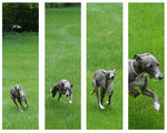 Running Italian Greyhound
