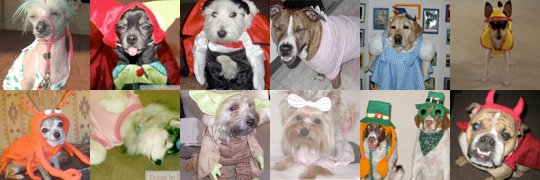 bekleidung für hunde ist nicht schön