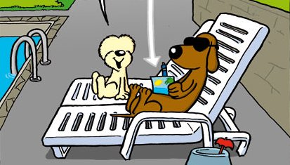 hunde im urlaub
