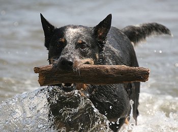 Der älteste Hund der Welt