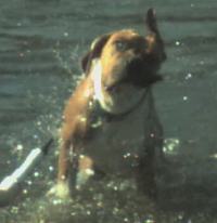 videos von hunden in zeitlupe