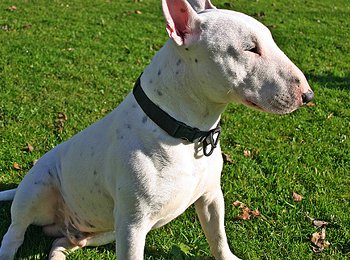 Bullterrier