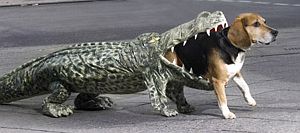 Hund in Krokodil-Kostüm.