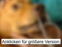 Hund als Köder für Haifischjagd