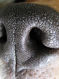 Hunde können besser riechen als Menschen.