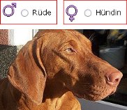 Hunde Quiz „Rüde oder Hündin?“