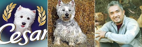 Cesar Hund. Futter? Rasse? Hundetrainer?