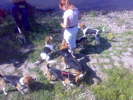 Beagle-Treffen Dresden