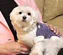 Malteser von Leona Helmsley erbt 12 Millionen