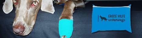 Erste-Hilfe-Set für Hunde