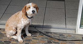 Hund vorm Supermarkt