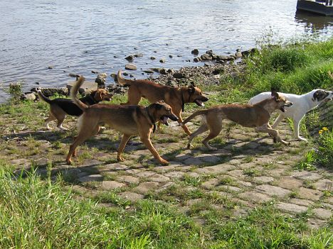 2007-09-07_freitagshundebild.jpg