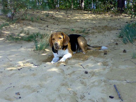 Sand in der Nase