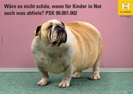 Dicker Hund
