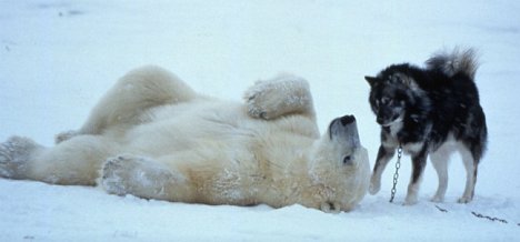 Husky trifft auf Polarbär - friedlich!