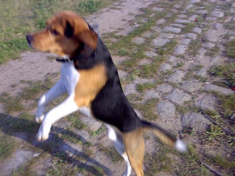 2007-09-21_freitagshundebild.jpg