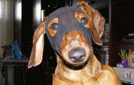 Superhund mit Maske