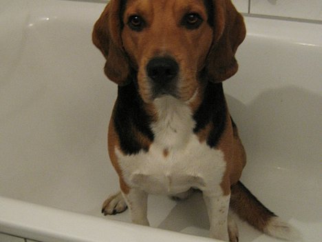 Dreckiger Hund in der Wanne
