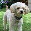 Cavapoo