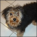 Yorkiepoo