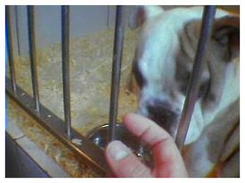 Video Dokumentation zum Thema Hundehandel