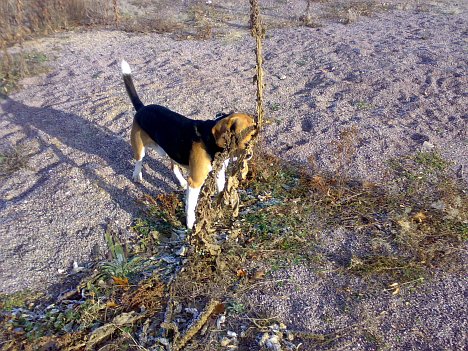 Schlechtes Versteck für einen Hund
