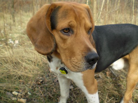 Hund mit großem Kopf und großen Stirnfalten