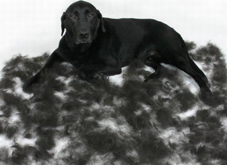 FURminator für Hunde und Katzen