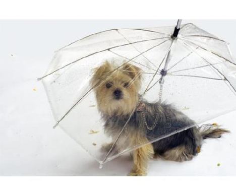 Regenschirm für Hunde