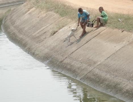 Hunde Welpen Rettungs Aktion