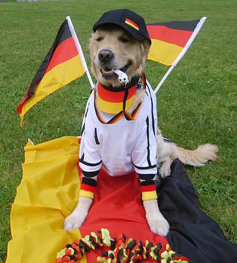 Hund im Fußballtrikot