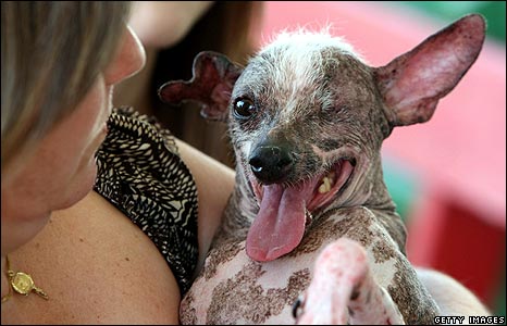 Häßlicher Chinesischer Schopfhund