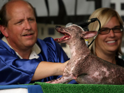 Häßlichster Hund der Welt