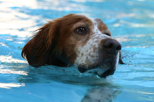 Hund im Pool