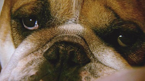 3sat-doku-mensch-hund