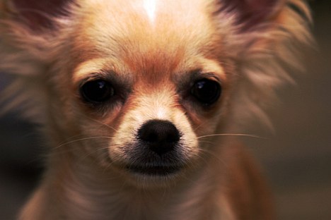 Chihuahua wird in Japan Polizei-Hund