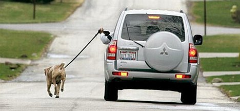 Dog vs. SUV