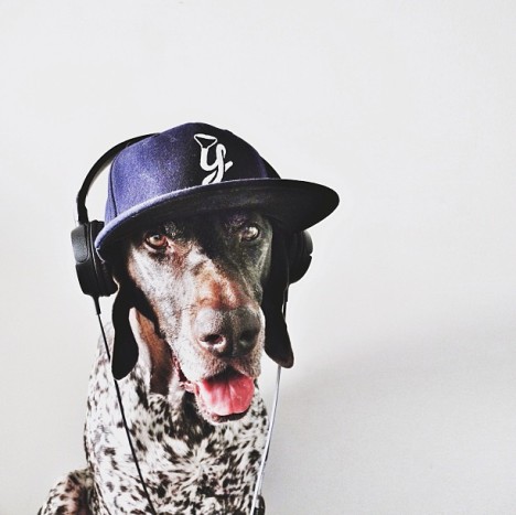 Hund mit Basecap