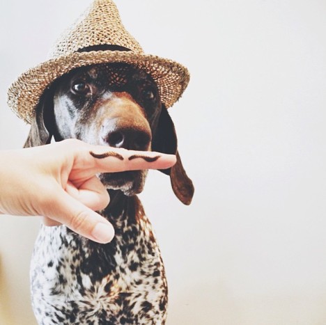 Hund mit Bärtchen