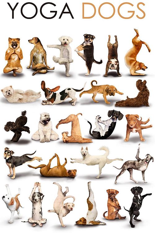 Dog + Yoga = Doga