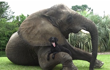 Elefant Bubbles und Hund Bella im Myrtle Beach Safari