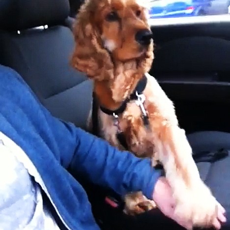 Hund im Auto will Händchen halten